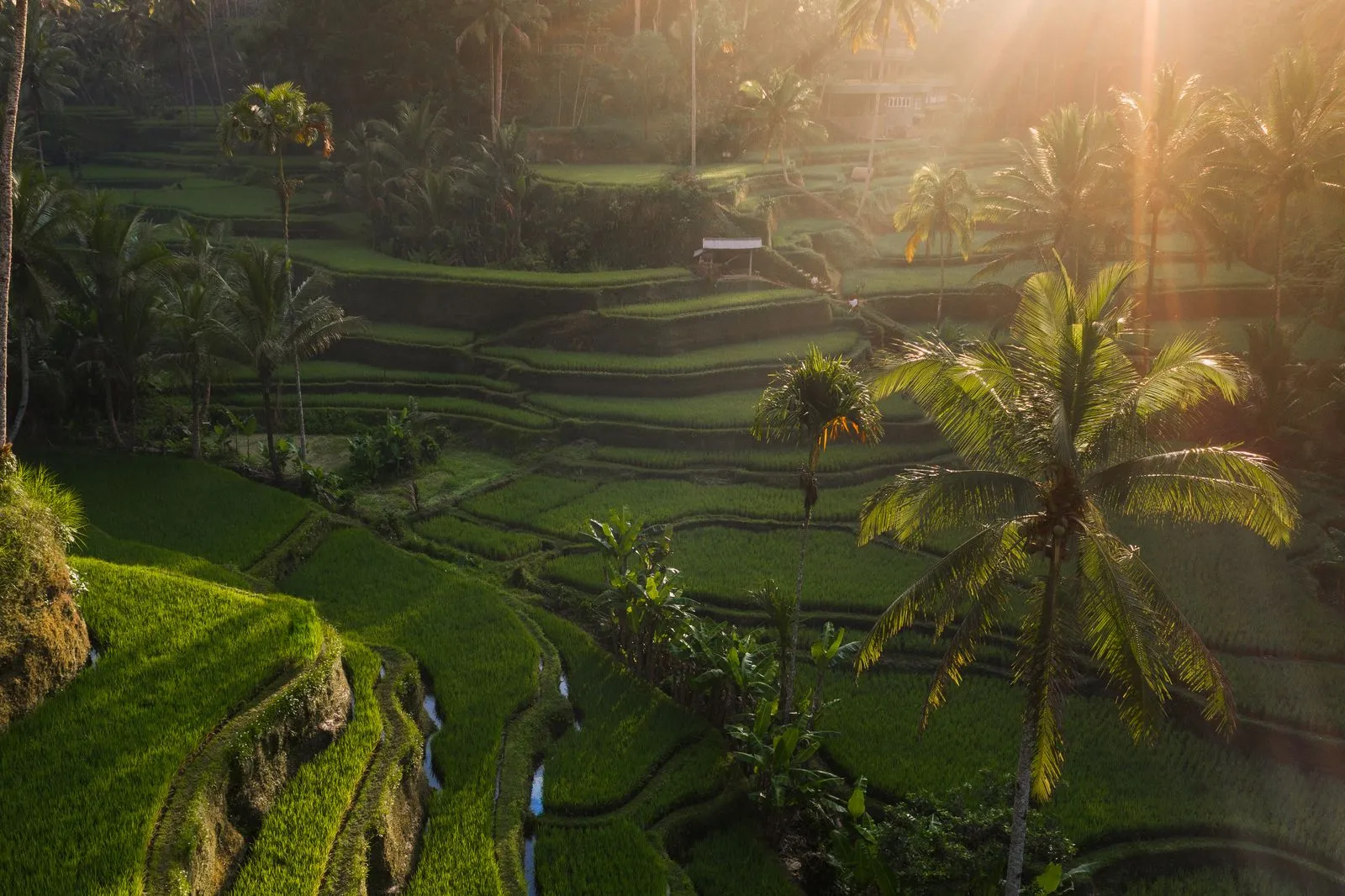Rice terraces in Bali with sunlight coming through the palms