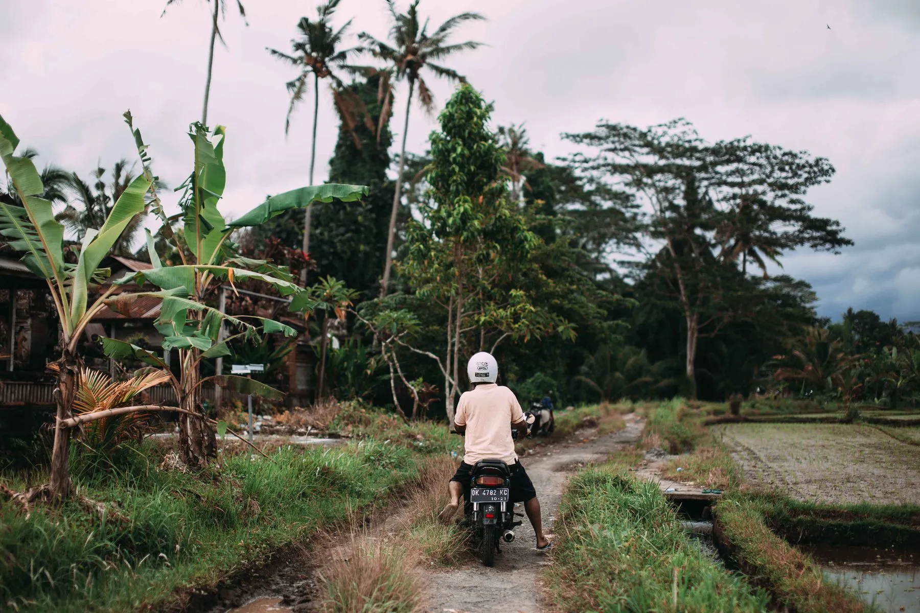 A man rides a scooter along a dirt track between rice paddies in rural Bali