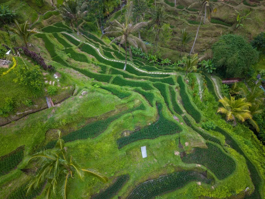 Rice terraces in Bali